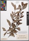 Foto von Salix caprea L. x Salix purpurea L.